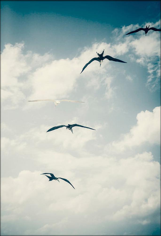 Flying Birds - 42x59,4 cm (A2) Poster