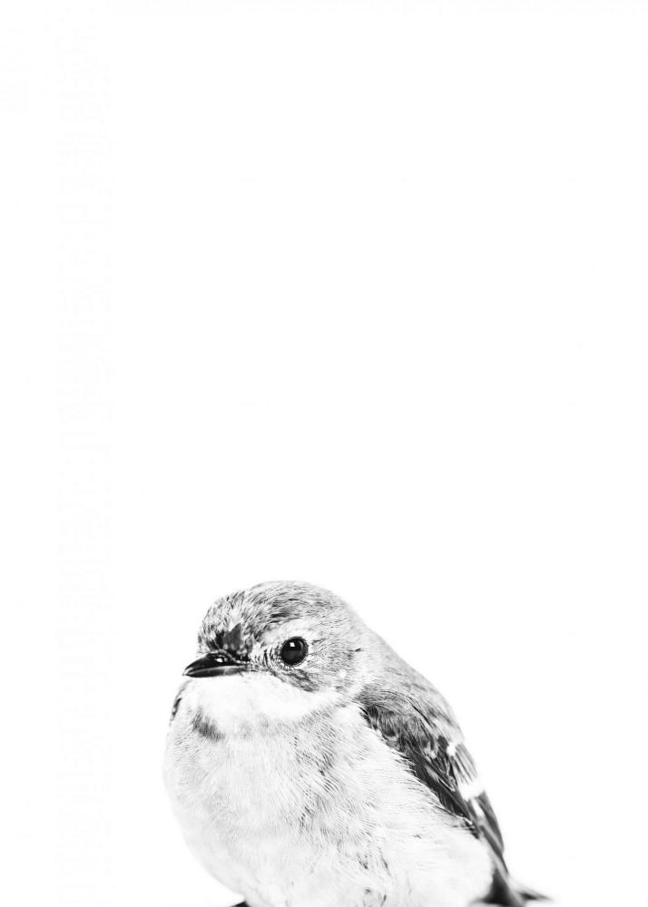 Little Bird B&W 30x40 cm Poster