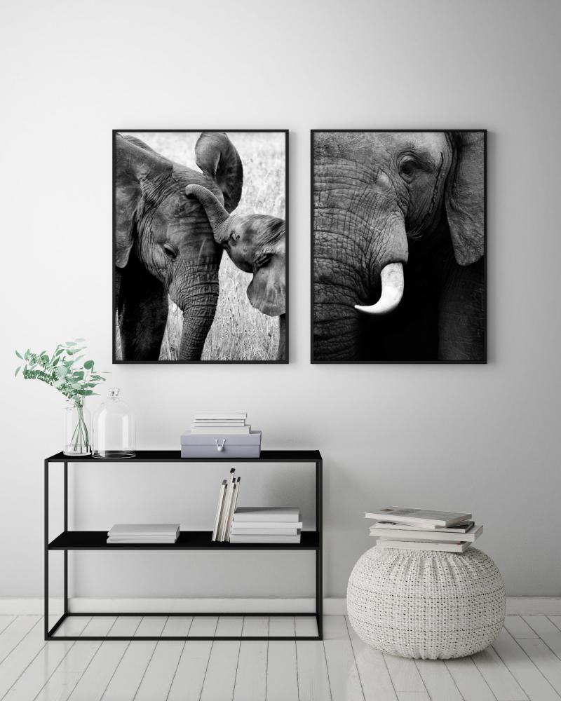 Elefant - 50x70 cm Poster