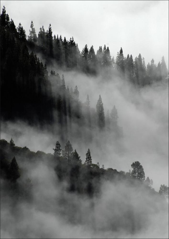 Foggy Forest Black & White II - 50x70 cm Poster