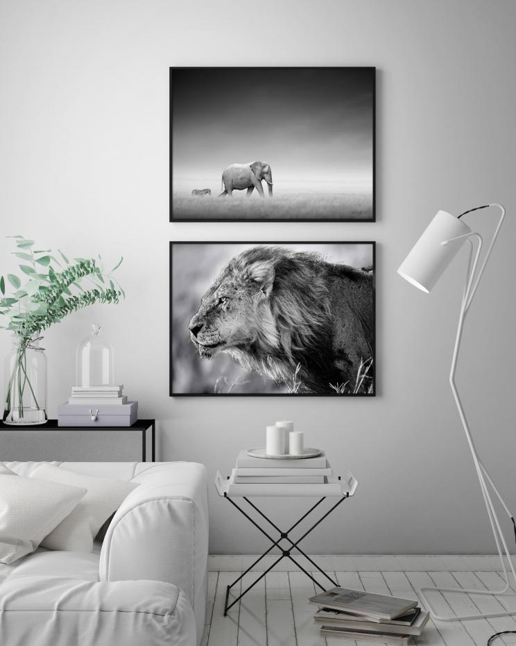 Elefanter p savannen - 50x70 cm Poster