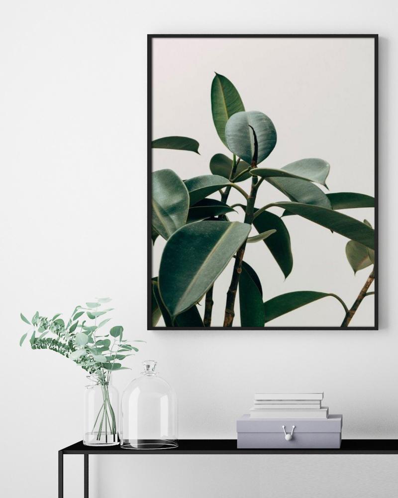 Ficus - 50x70 cm - OBS ANVND EJ Poster