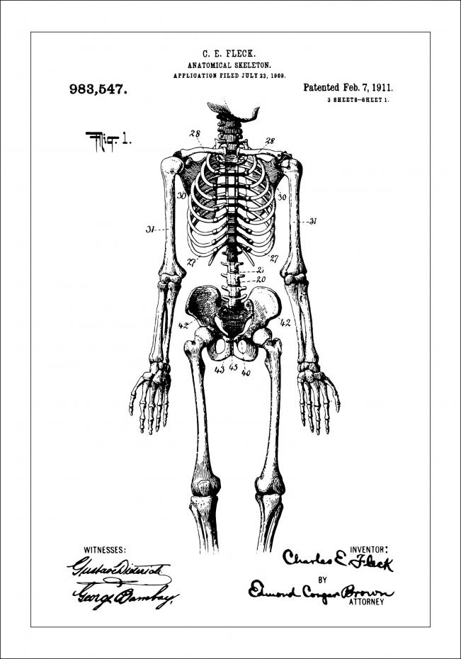 Patentritning - Anatomiskt Skelett I Poster