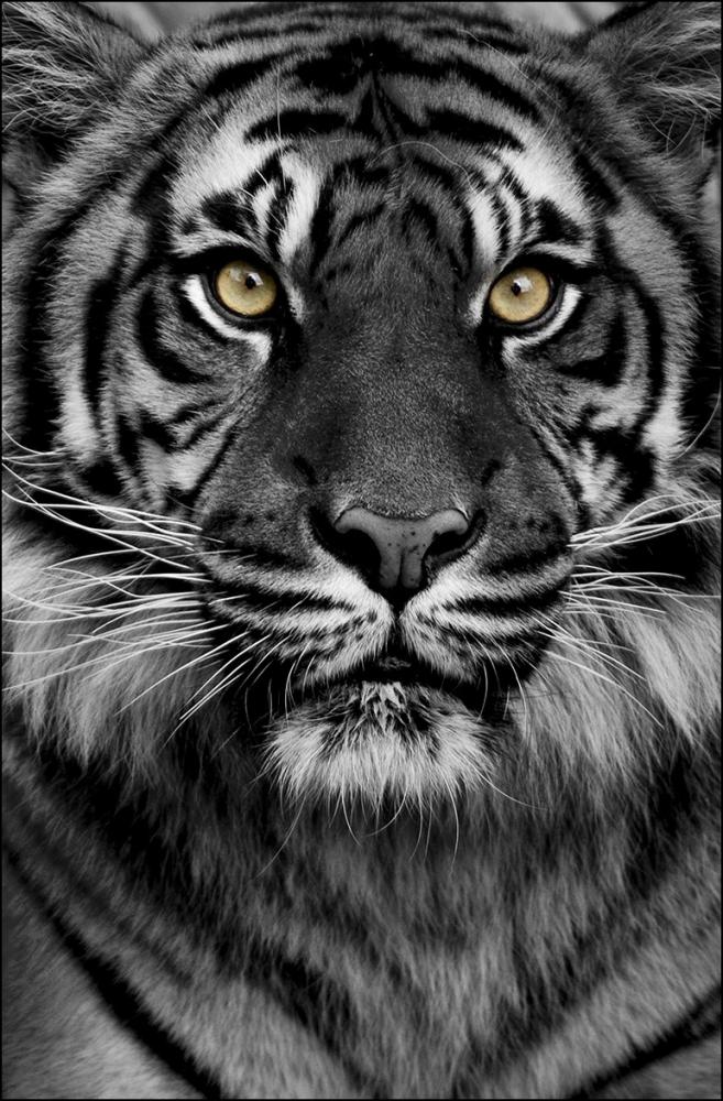 Tiger Poster
