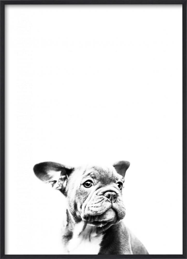 Dog B&W 30x40 cm Poster