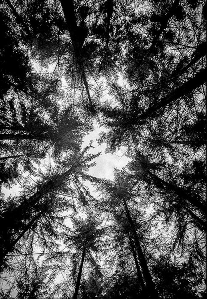 The Treetops - 42x59,4 cm (A2) Poster