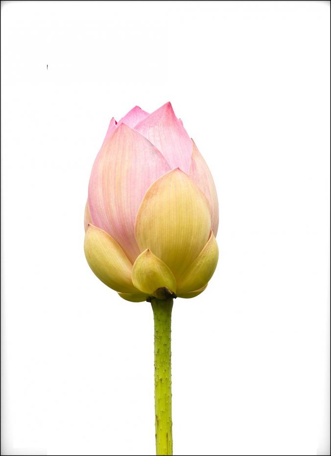 Lotusflower I - 50x70 cm Poster