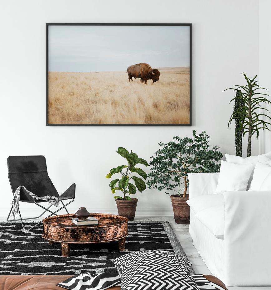 Lonely Buffalo Poster
