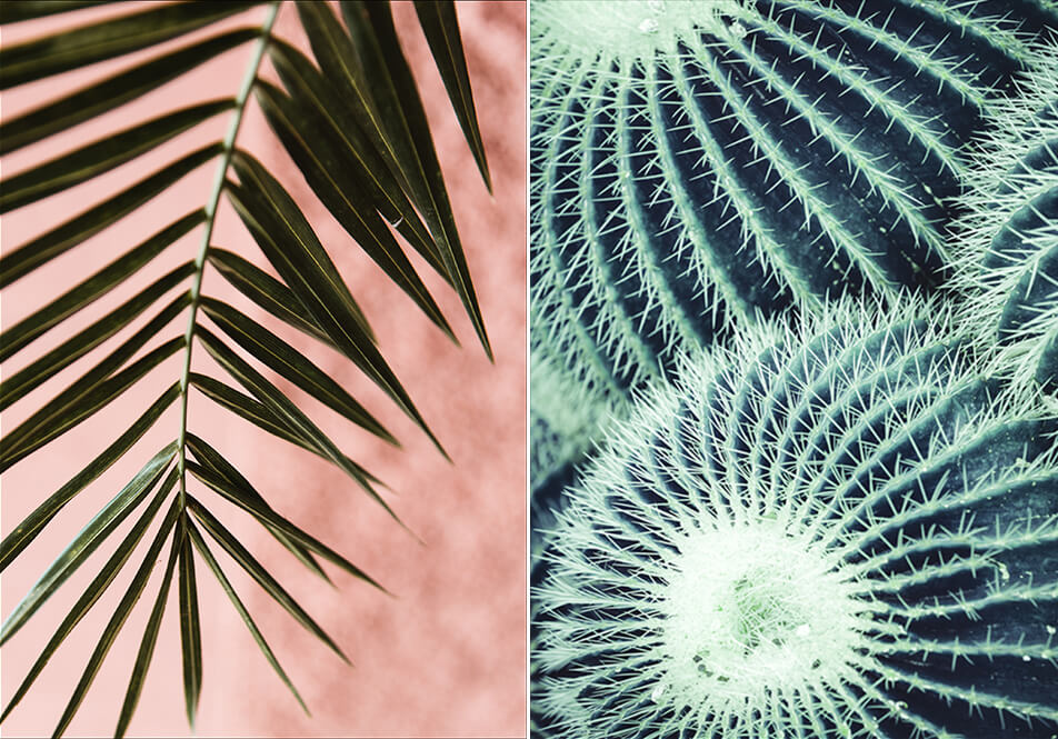 Poster med palmblad - poster med kaktus